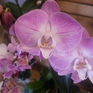 Meet your Posher, Alfonso